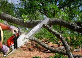 Best Tree Removal Service  in Fair Oaks, GA